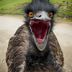 The Great Emu - War