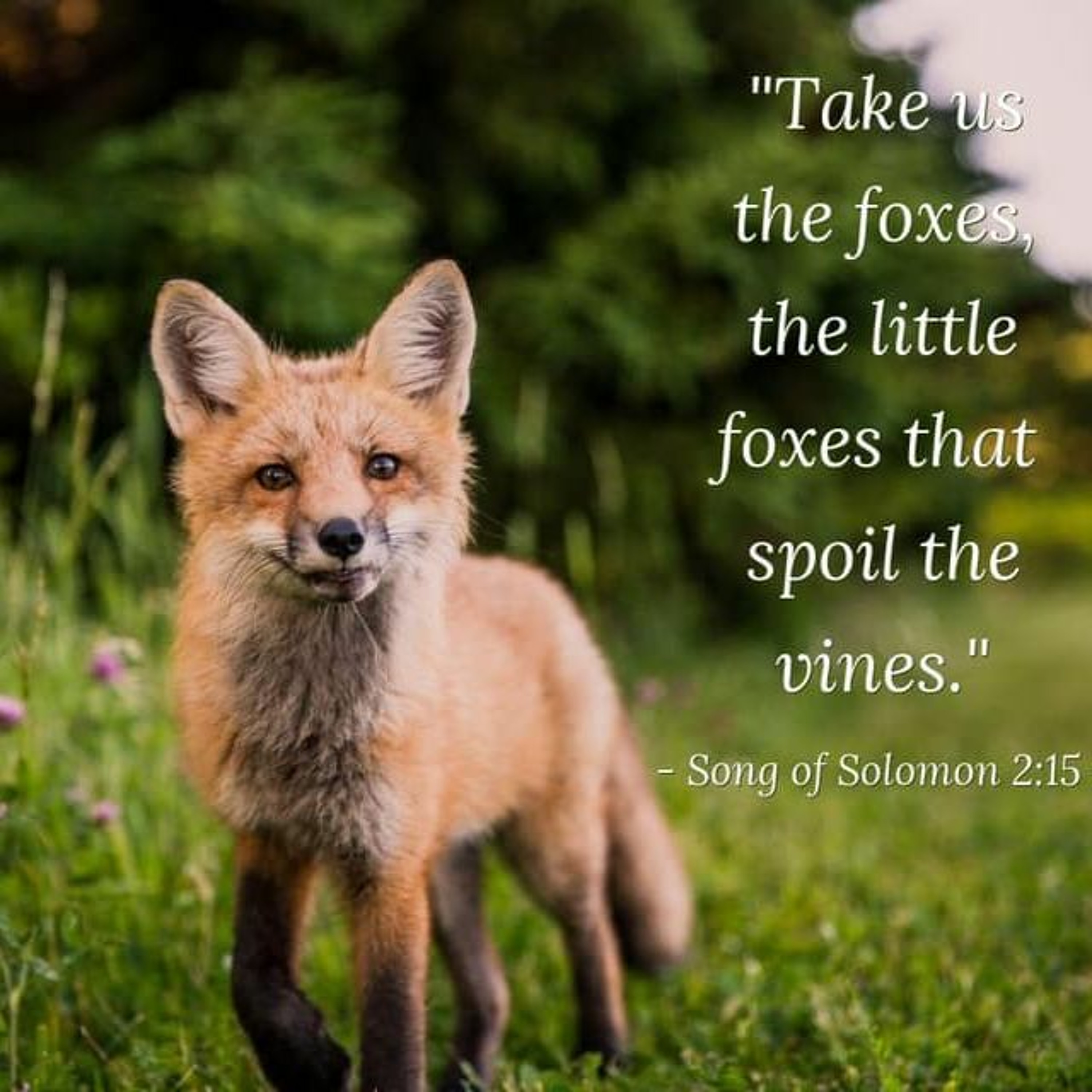 "Little Foxes Spoil the Vine" (3-1-20) episode artwork