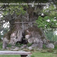 The flying / stolen Christmastree. Learning today about Consciousness