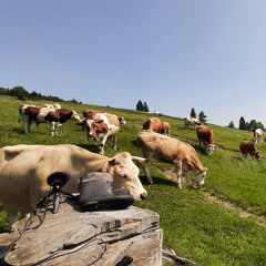Mountain Meadow Cowbells Ambience | Field Recording | Pieniny, Poland
