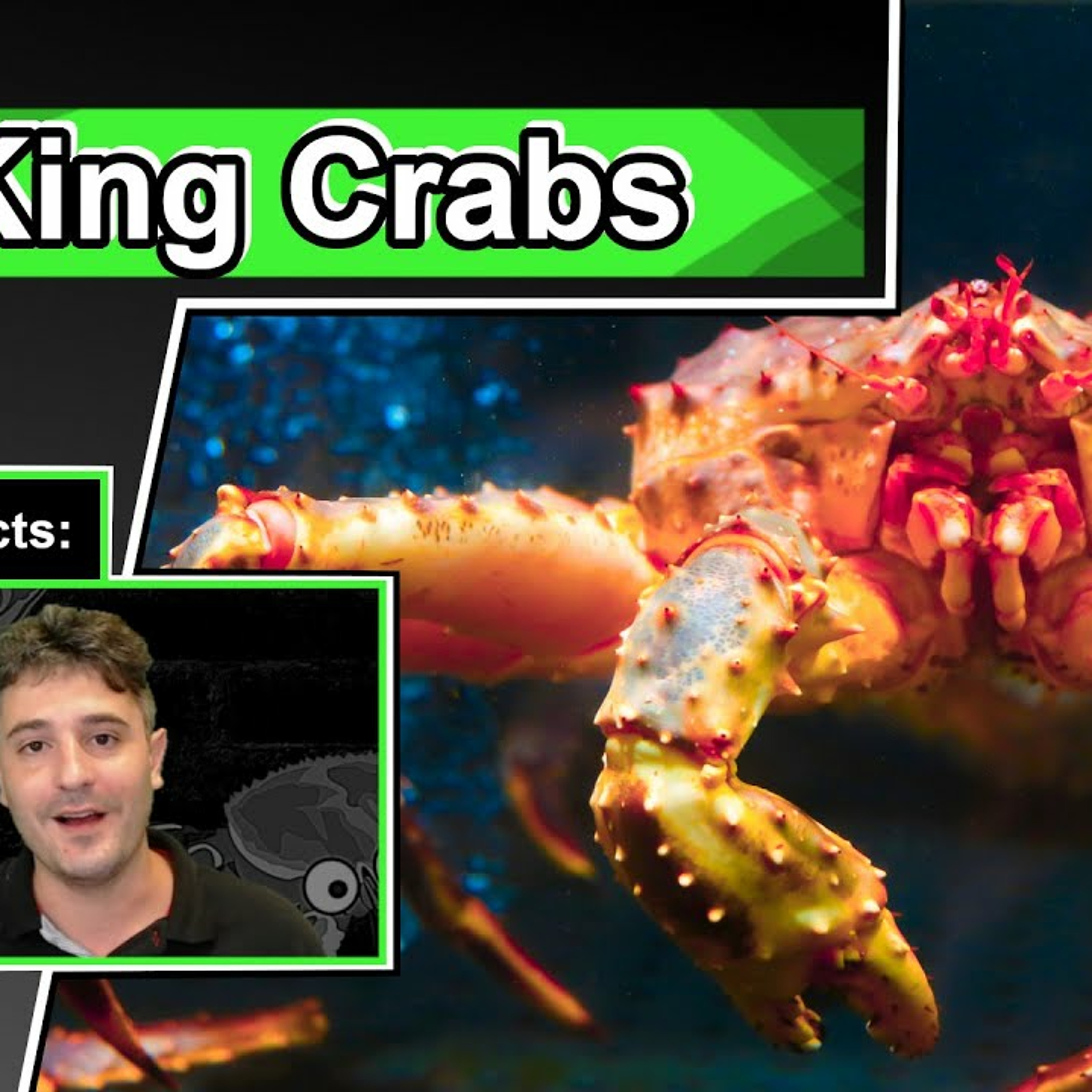 King Crab Facts | 10 cool facts about Alaskan King Crabs King Crab Facts | 10 cool facts about Alaskan King Crabs