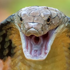 "Snake Dance" - medley of music composed for Mini Jam 196 Submission, "Gorgons"