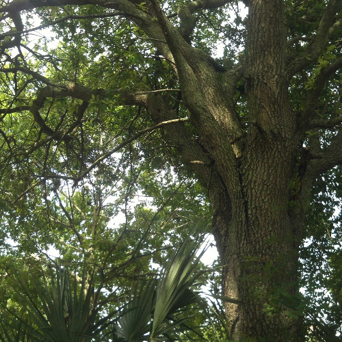 Aves