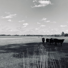 Green grass - Voice memo #7