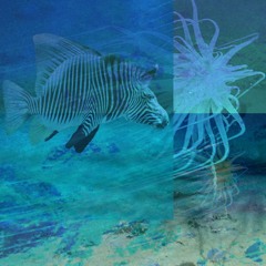 Zehbra Live @ Deep Down - March 2021