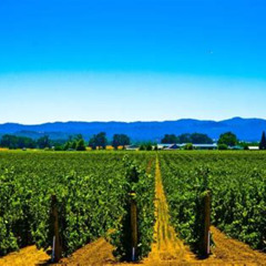 Review Special Price El Dorado Wine Country Tour From South Lake Tahoe