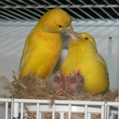 Canary Bird  - اقوى تغريد كناري للتسميع و تهييج الانات للتزاوج صوت رقم 5