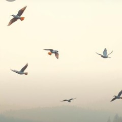 Lets the birds fly. .mp3
