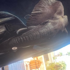 beastiality, premarital sex, and other fun activities