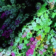 xXVIi