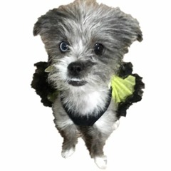 Buzzing Around The House AmDadGhostface B2B Yoshaaaa