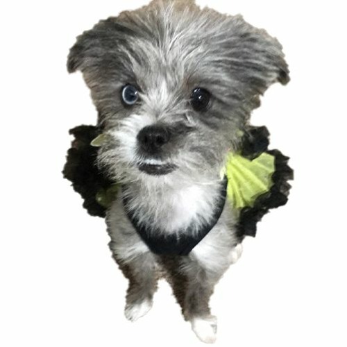 Buzzing Around The House AmDadGhostface B2B Yoshaaaa