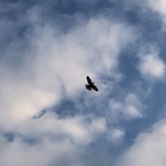 حجيّك مطر صيف .