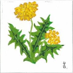 민들레