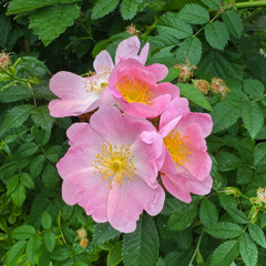 Die Blumen