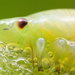 SPITTLEBUG