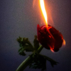 Roses From a Love Grave