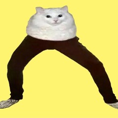 Funny_cat