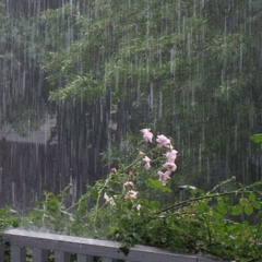 Dacent - RAIN ON ME (prod. me) 2024