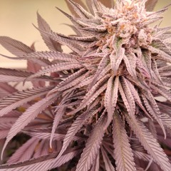 atomone the real deal dozentremix