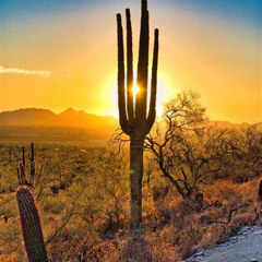 Review Special Price 3 Cities & Nature. Phoenix Tempe Scottsdale Desert. 2.5 Hrs