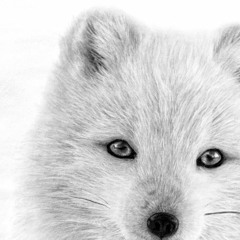 Arctic Fox