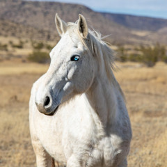 Nothing Left but the Rising