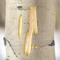 Populus tremuloides (Winter Series)