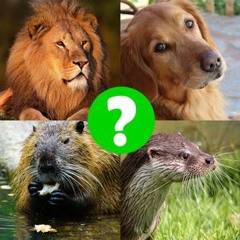 4 Animals