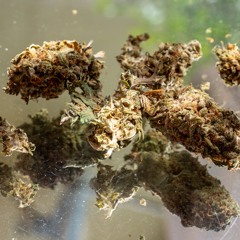 Neue Studie zur Wirkung von CBD auf psychoaktives THC