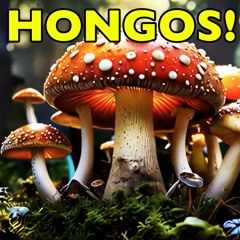 Hongos!