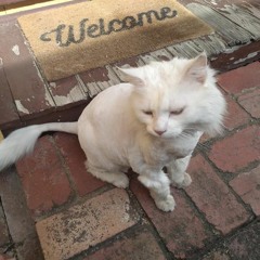 Chor Bazari - Blue Jungle