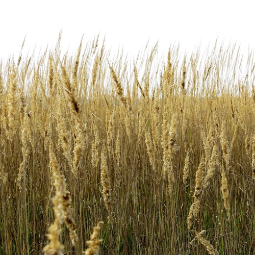 Two Figures In The Grass (2023) (Demo)