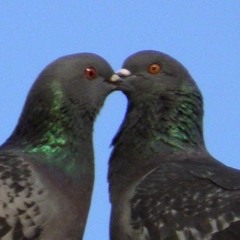 remix _ two doves