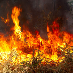 Wild Fire Fever