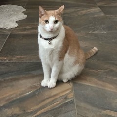 Juggin Virginity (feat. the diaz family)