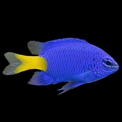 Damselfish
