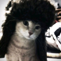 Diva :( - zell / COVER