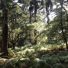 Tuesday / Koala (first attempt)