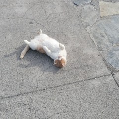 siki