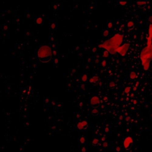 Sangre En La Camisa (Prod. Stello)
