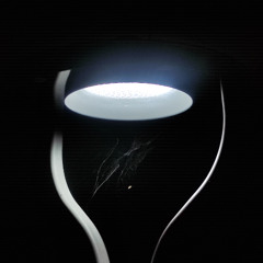 Under the Light