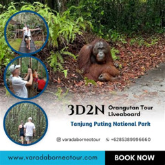Review Special Price 3d2n Orangutan Houseboat Tour In Tanjung Puting National Park