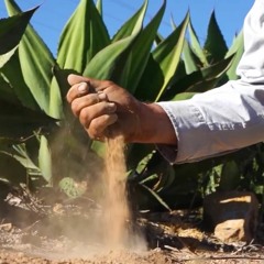 Oaxaca y sus mezcales