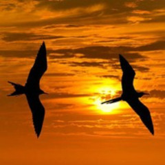 Nide Corniell - "Flying to the Sky" (Song Demo/Reference)