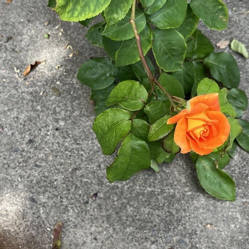 The Early Bird Show w/ Spirit Blue 020625