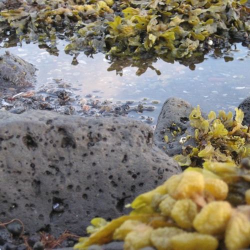 These Birds Are Crows