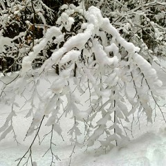 Biotronic - House On Snow