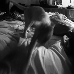 solo 163.wav #JERSEYCLUB