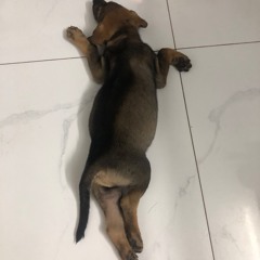 Tao yêu dl